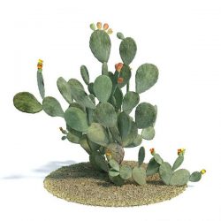 Opuntia ficus indica